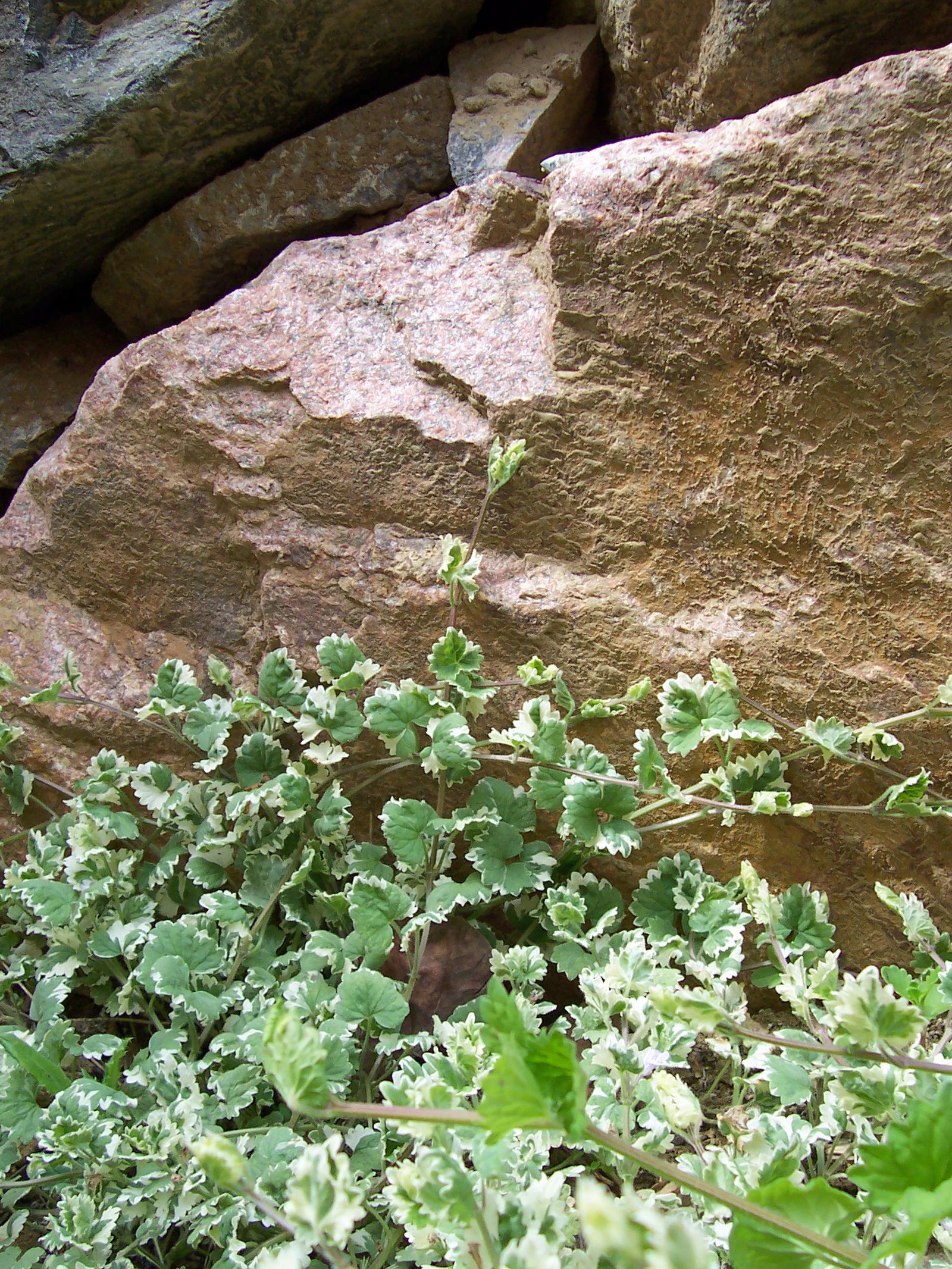 Glechoma hederacea ?Variegata? Patrick Standish
