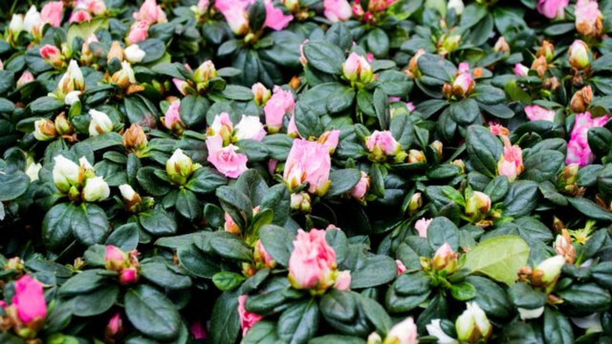 brotes cerrados azalea rhododendron simsii
