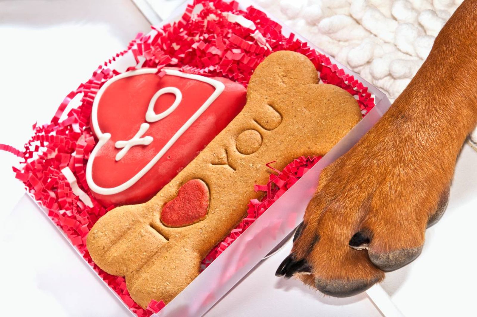 Regalos para mascotas en San Valentín.