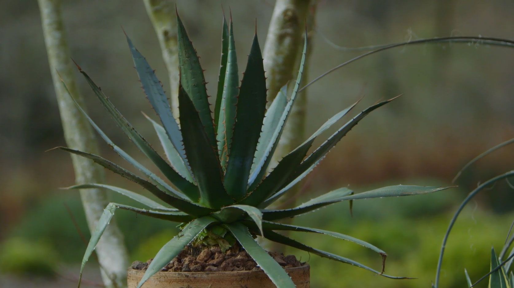 Pita o agave 4