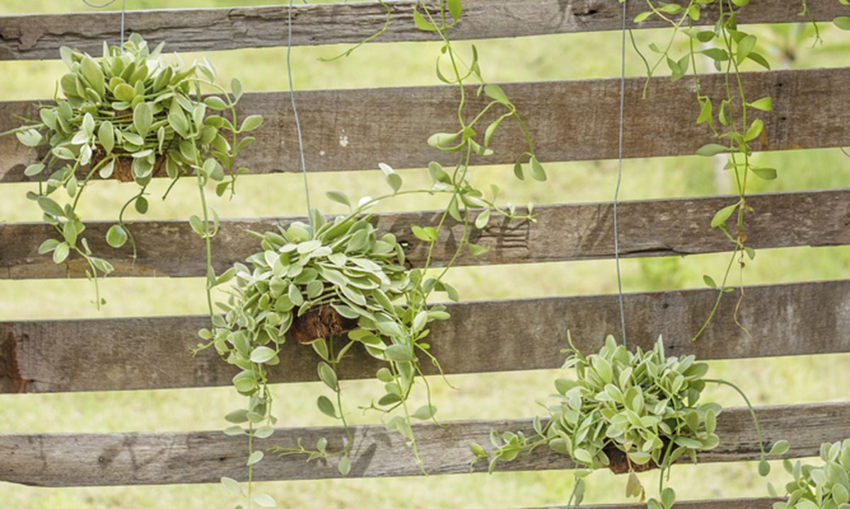 Brico jardin 754 Jardin vertical con pale