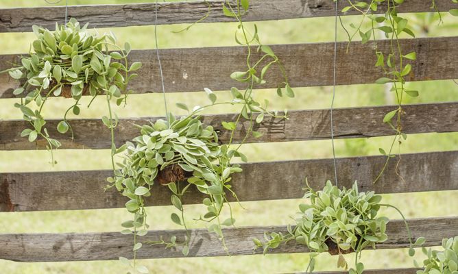 Brico jardin 754 Jardin vertical con pale