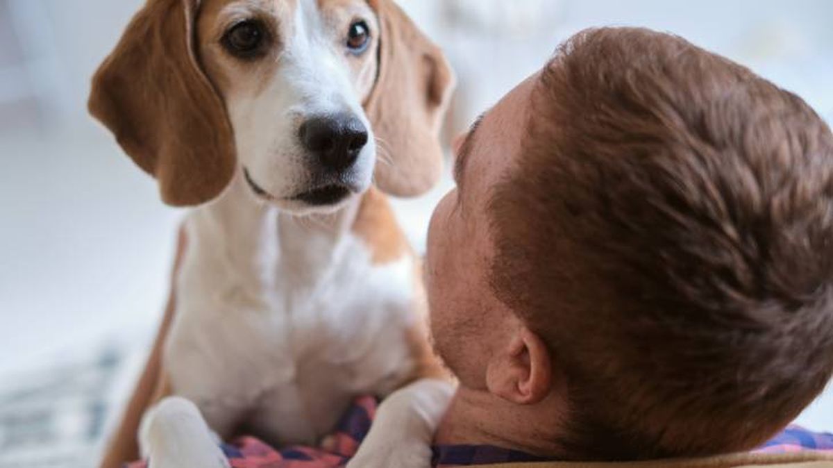 El Beagle se ha convertido en uno de los perros más robados del mundo