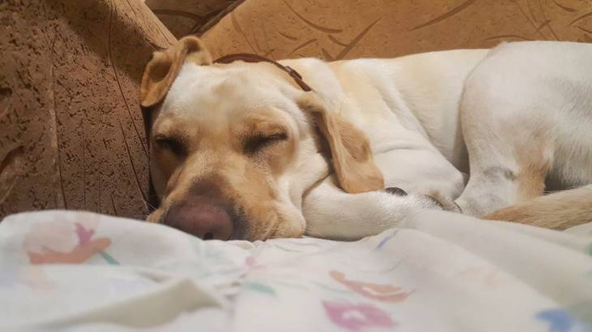 problemas digestivos labradores causas