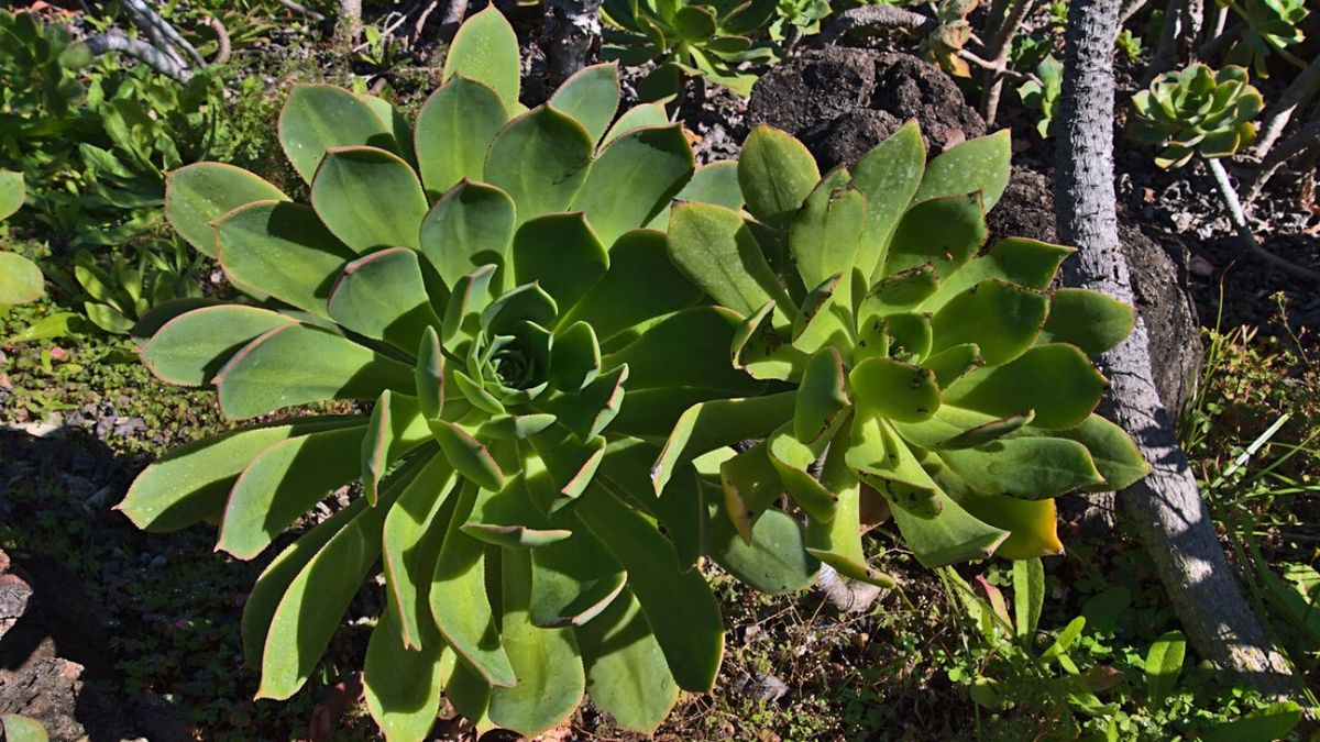 Aeonium valverdense