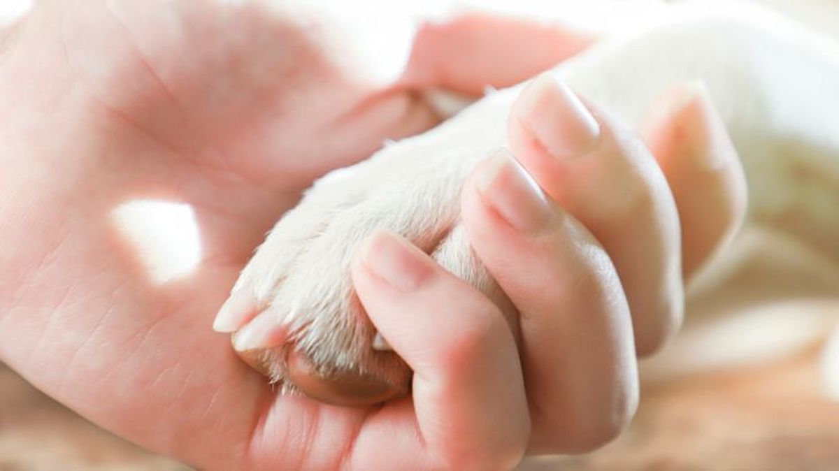 animales y la muerte 5