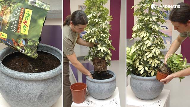 composicion plantas follaje variegado amarillo paso 1 deco 128 jardinatis
