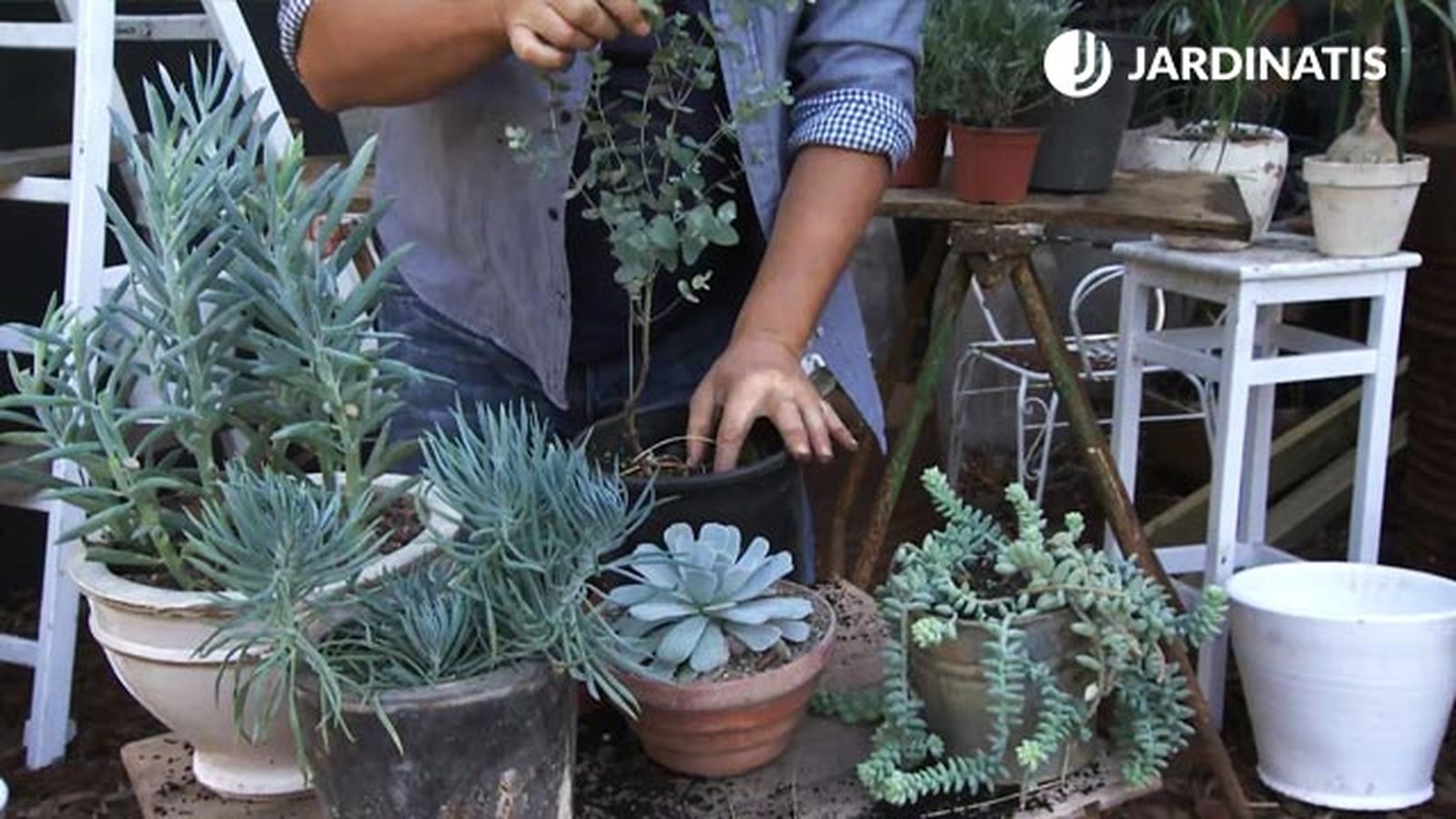 Deco732 jardineria crasas eucalipto