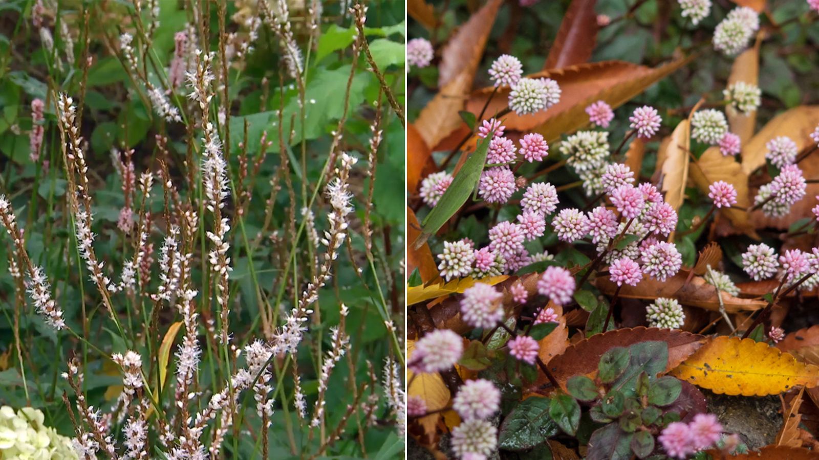 Variedades de persicarias