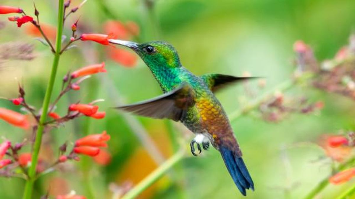 animales herbivoros aves ejemplos colibri