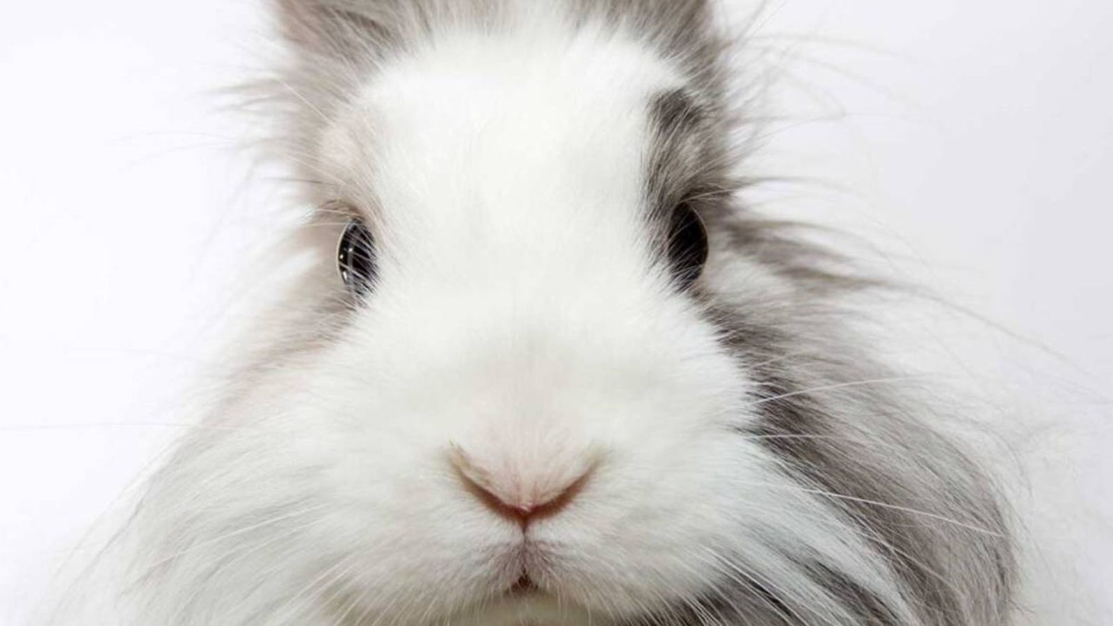 conejos para tener en casa 4 (1)