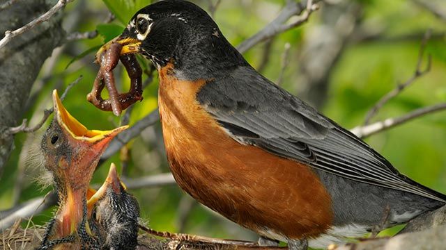 que hacer si encuentras polluelo huerfano 6 alimentando crias