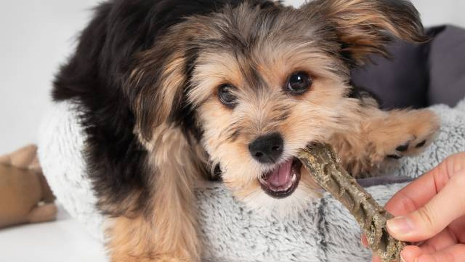 cuidados especificos perros raza pequena refuerzos positivos