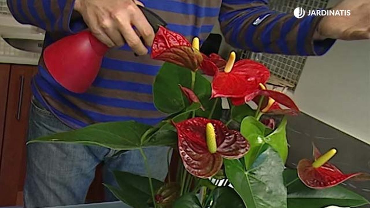 pulverizar anturio en el hogar deco 293