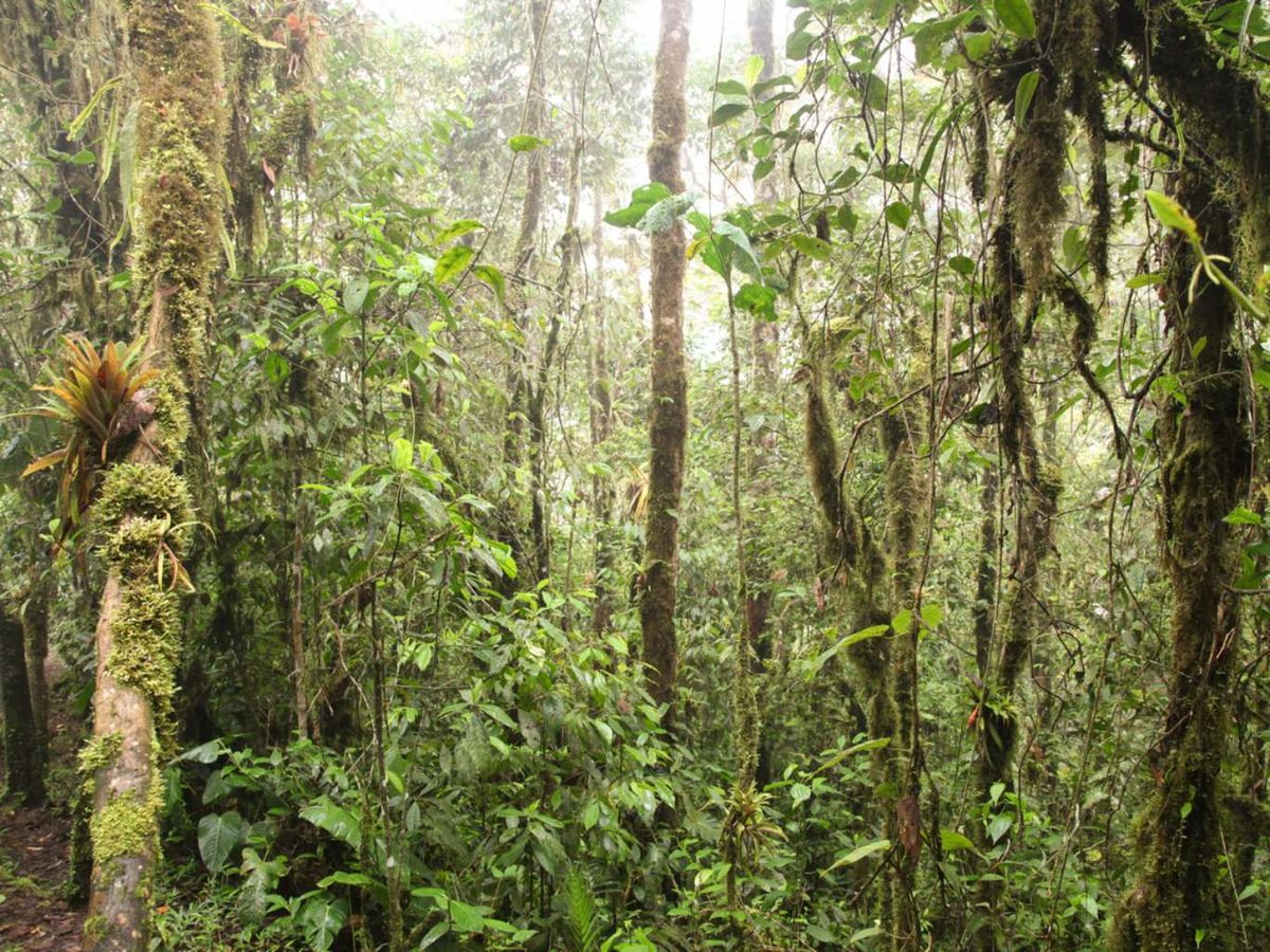 El bosque nuboso de Mindo de Ecuador es un ejemplo destacado de un bosque tropical en recuperación.