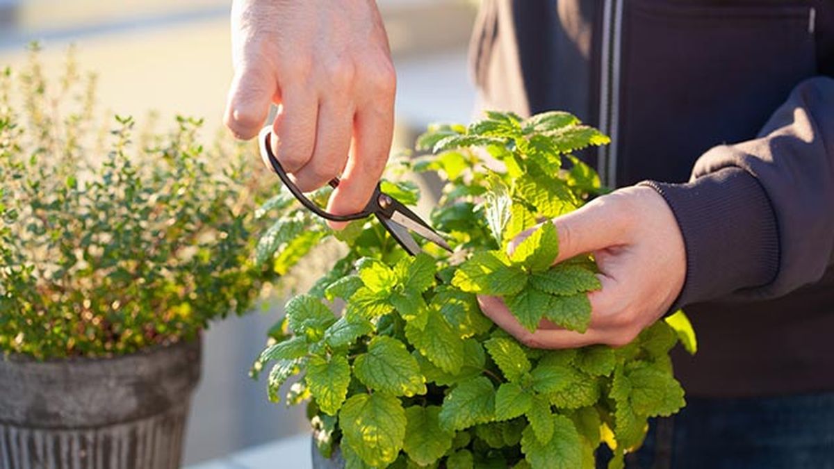Cortando hojas de melisa