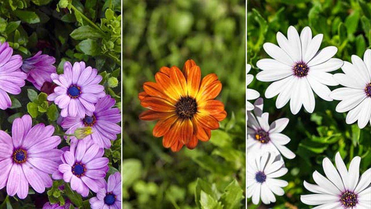 margarita del cabo dimorphoteca ecklonis flores