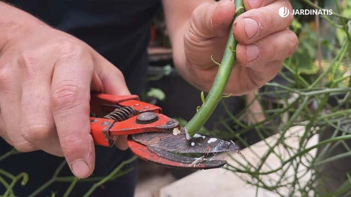latex de euphorbia tirucalli jardinatis 20