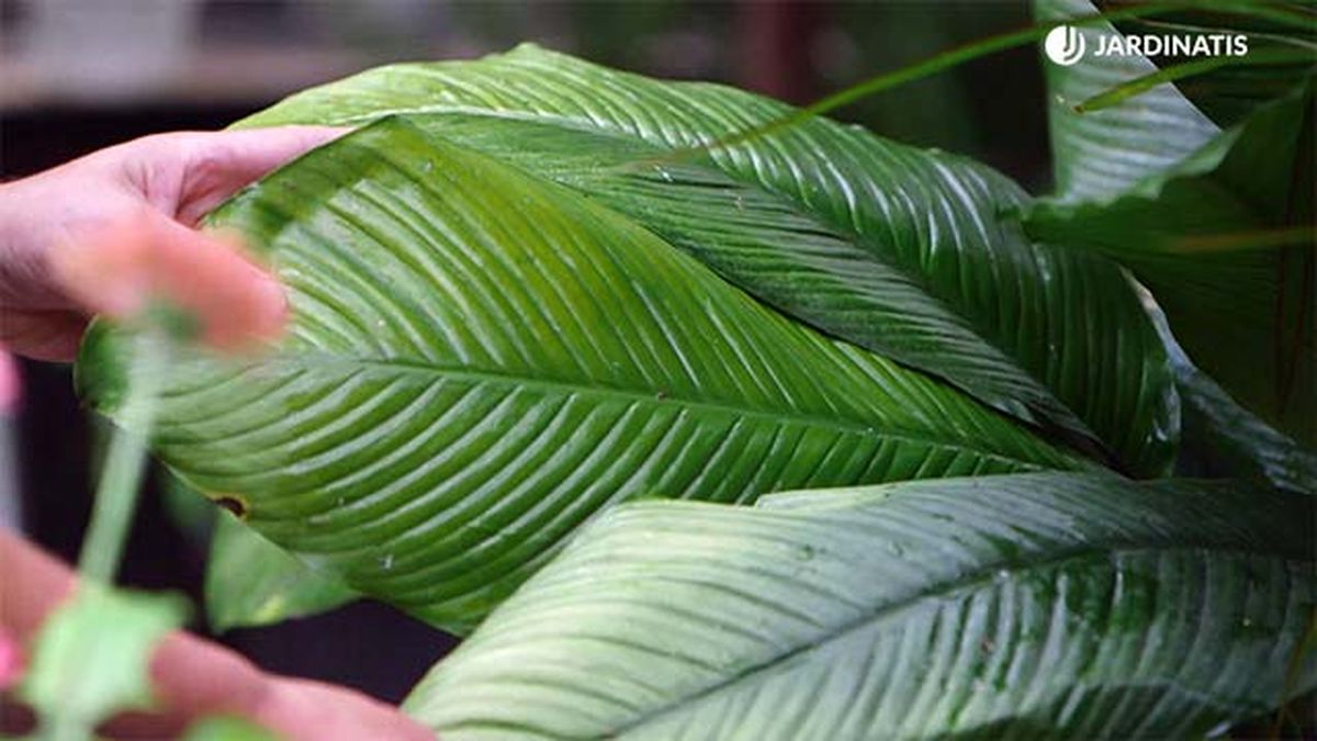 brico 921 hojas amarillas plantas exceso sol