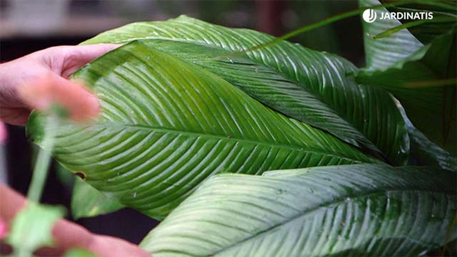 brico 921 hojas amarillas plantas exceso sol