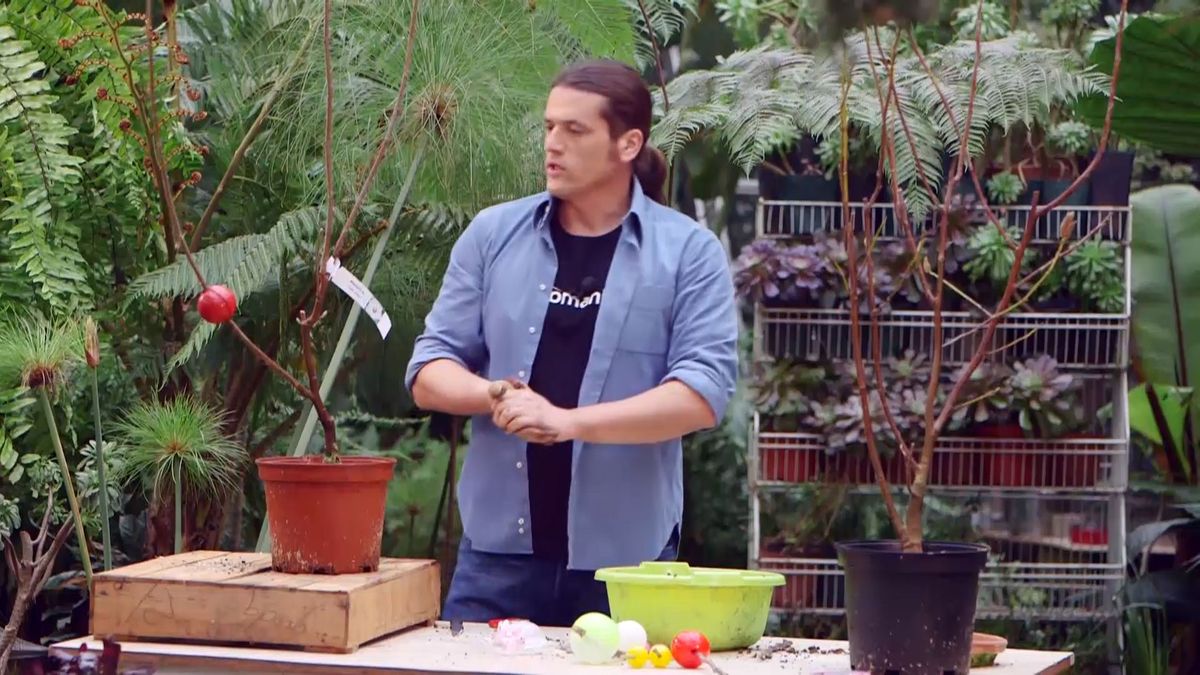 brico 945 3 capsulas enraizamiento detalle