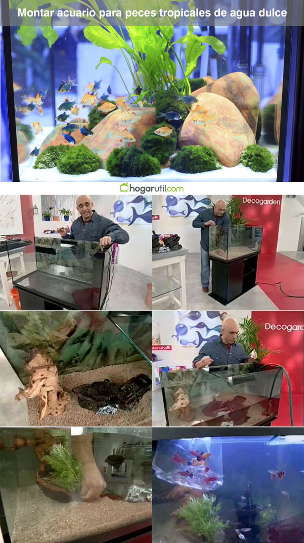 DEKO_MASCOTAS_054_Acuario peces tropicales agua dulce pasos