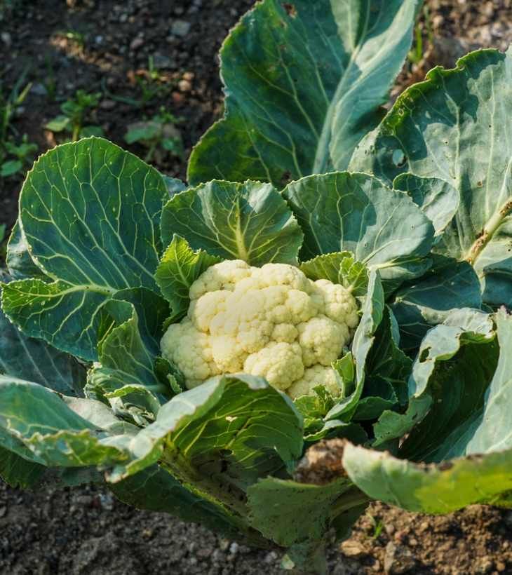 Planta de coliflor
