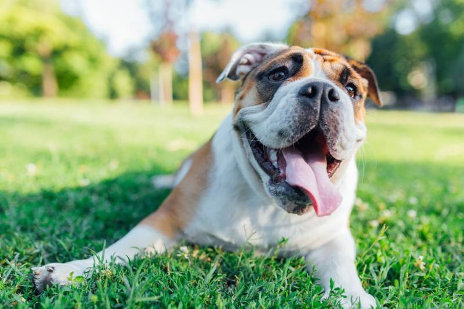 El Bulldog es un perro afectuoso, audaz, seguro de si mismo, valiente y fiel.