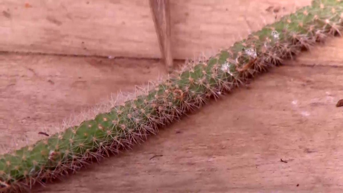 deco 692 cuidados aporocactus raices