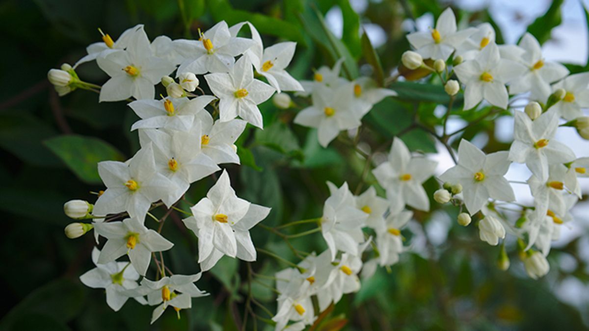 falso jazmin Solanum jasminoides caracteristicas cuidados