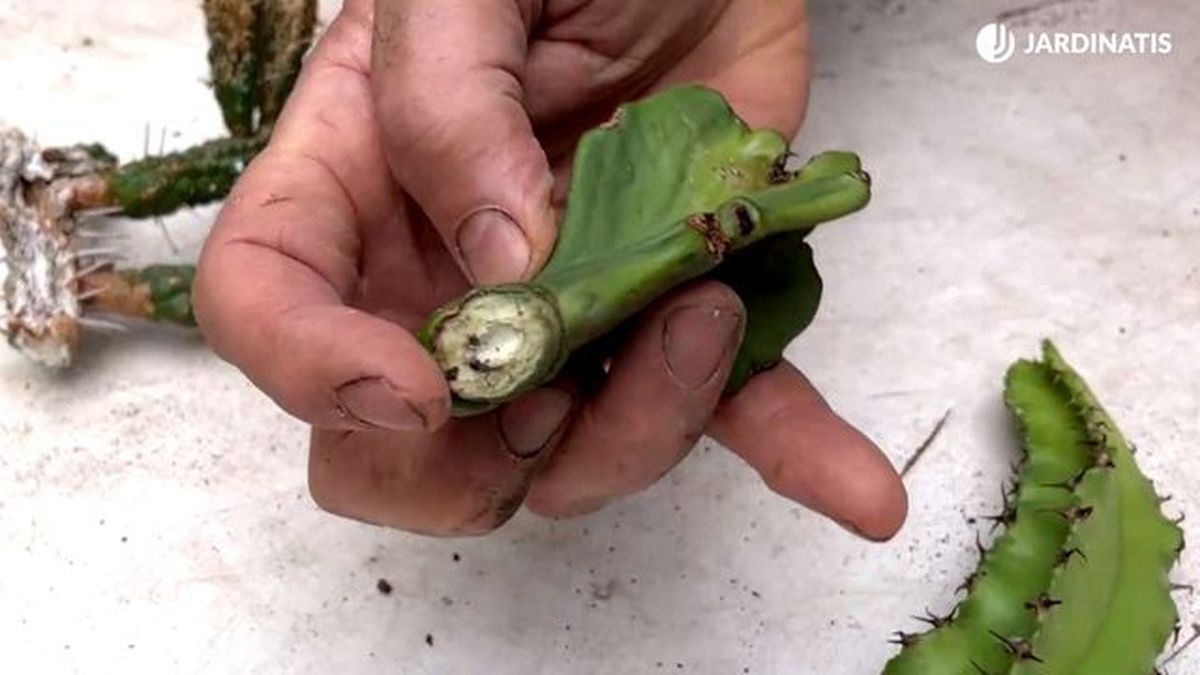 corte seco de la euphorbia jardiatis 23 34