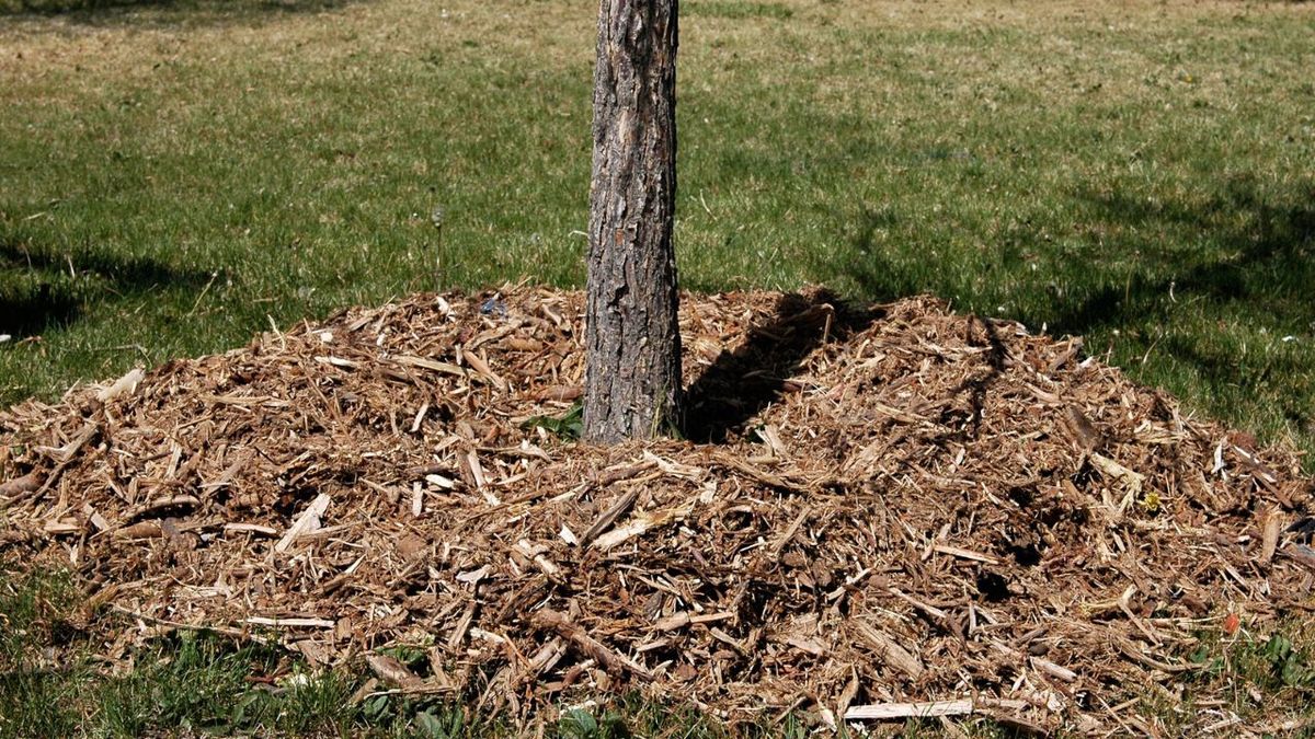 como acolchar un arbol