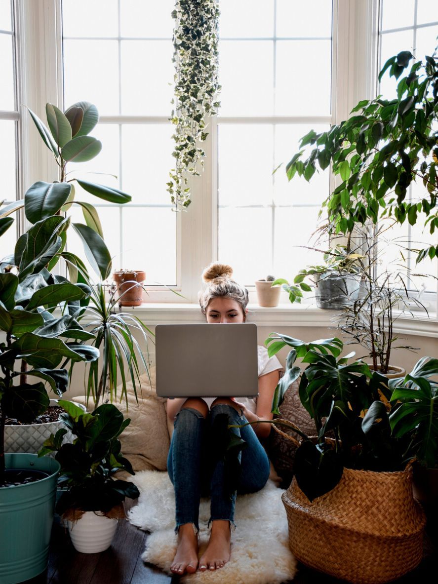 plantas grandes para una casa