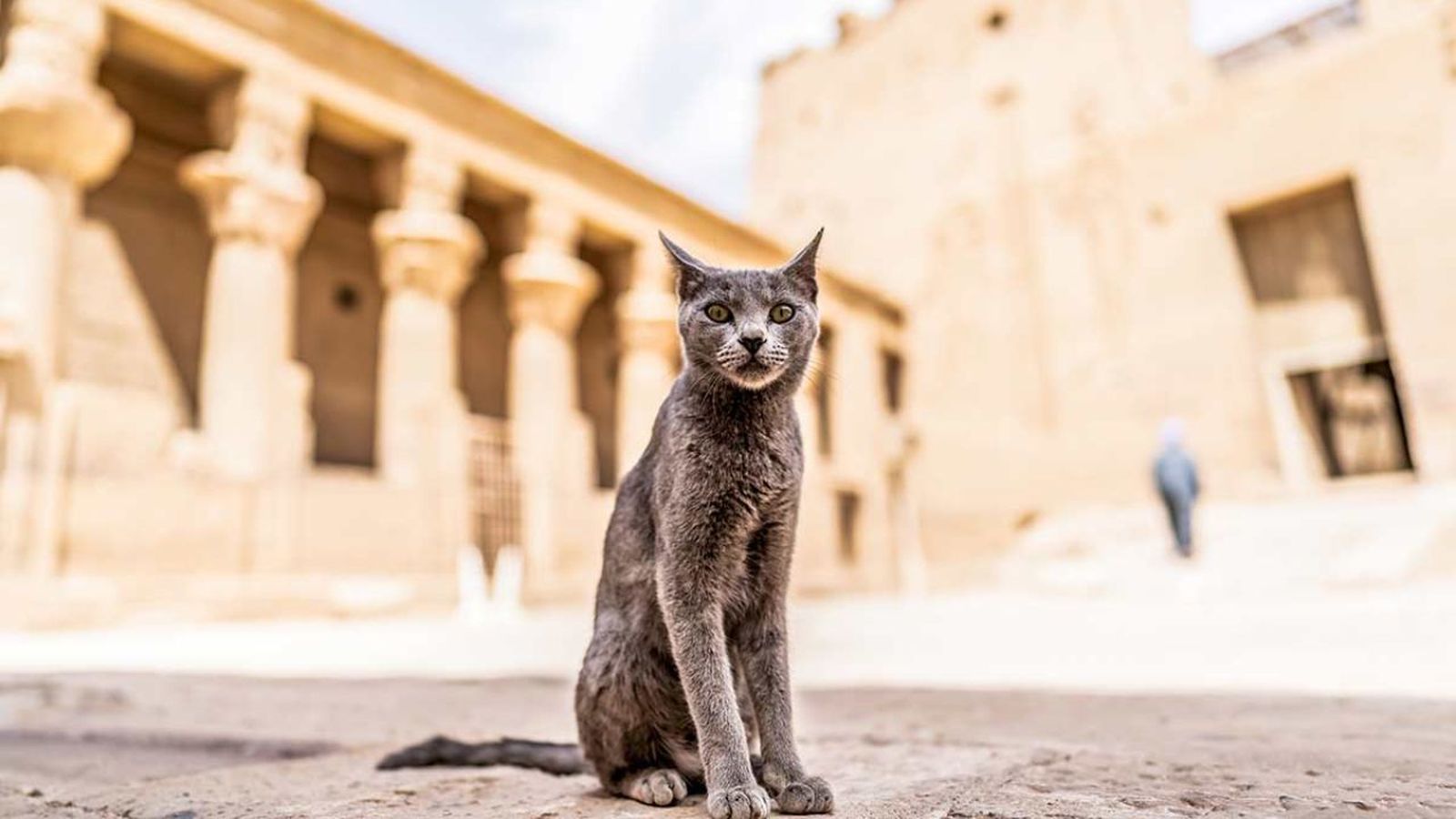 nombres egipcios para gatos ok