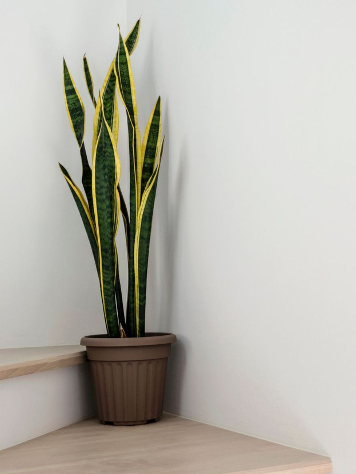 planta que sobrevive con.poca luz sansevieria