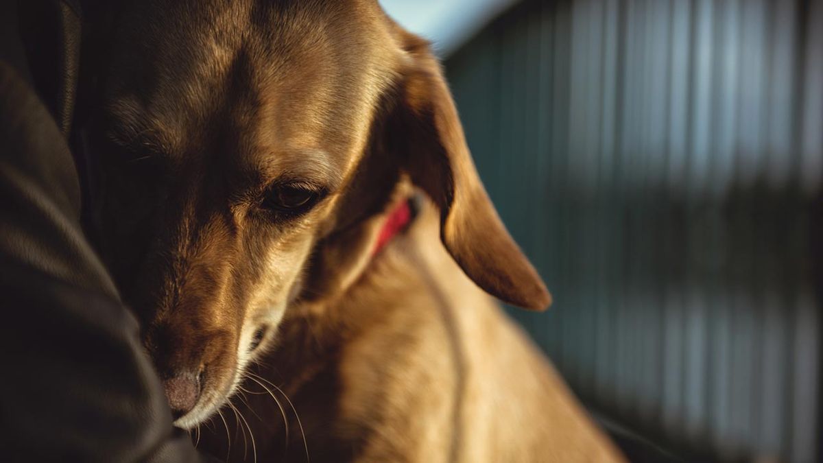 consejos miedo perros 1