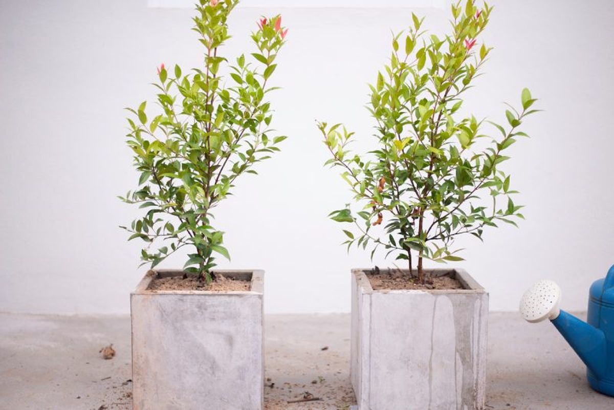 Reduce la cantidad de riego en invierno.