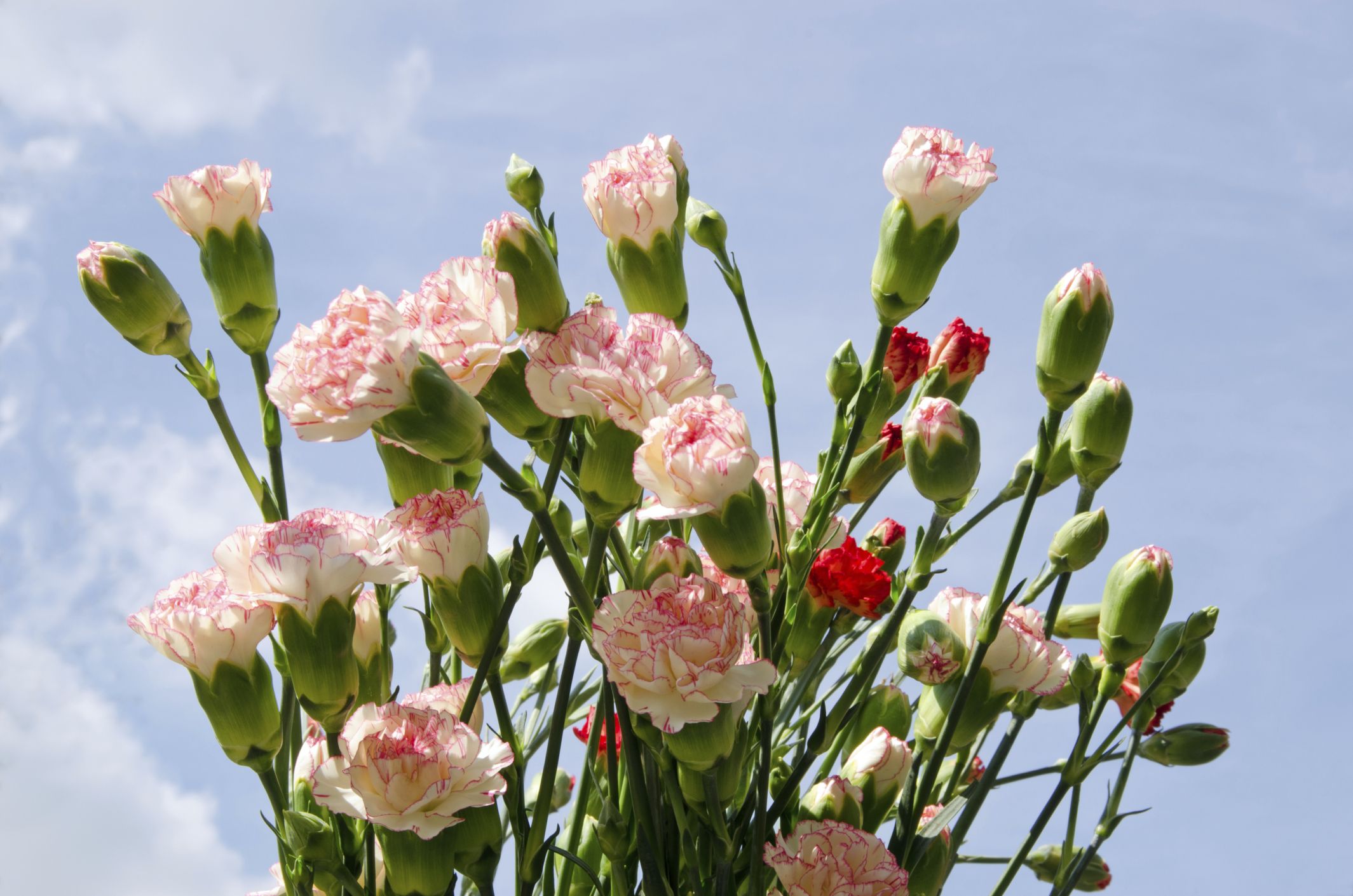 Claveles al aire libre