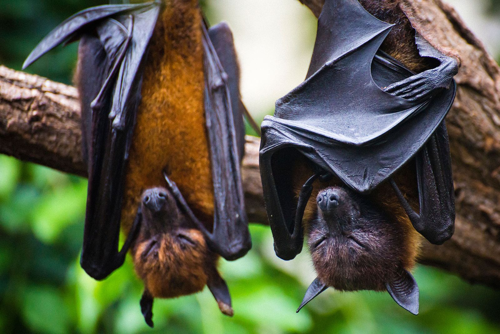 animales murcielagos 8