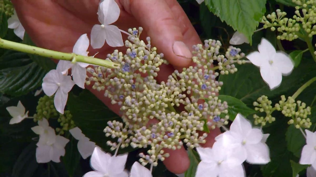 deco 0702 variedades hortensias blancas macrophylla flor azul