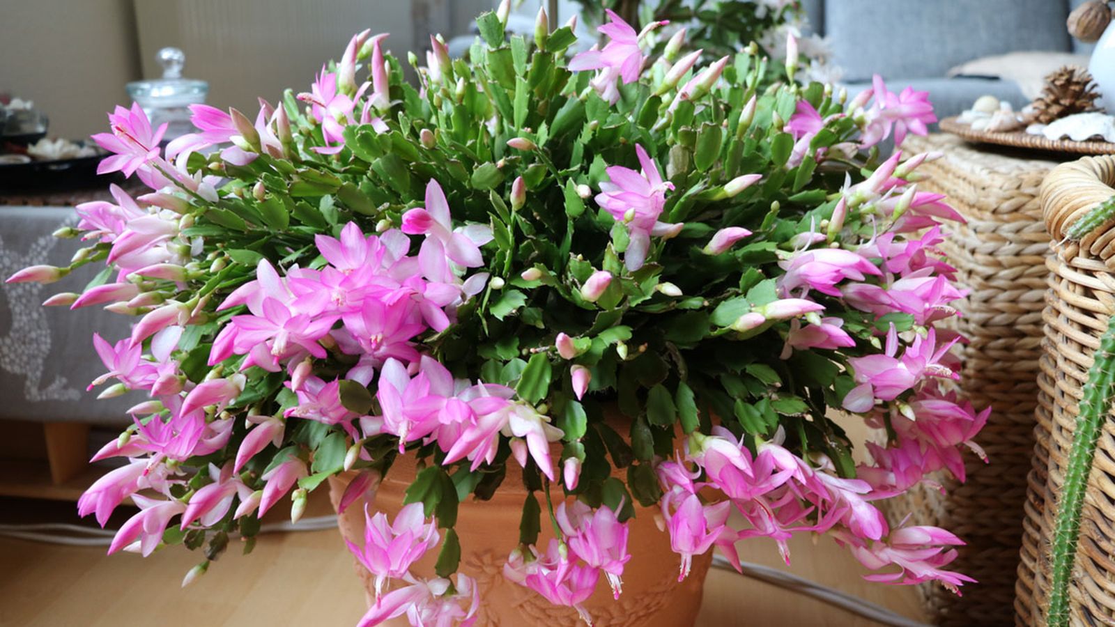 como potenciar floracion cactus navidad xl