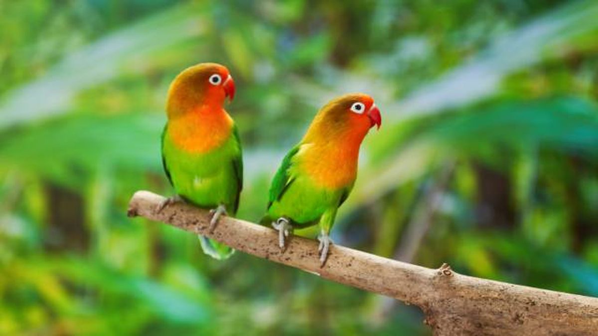 especies exoticas invasoras no incluidas listado positivo animales compania nueva ley bienestar animal 2023