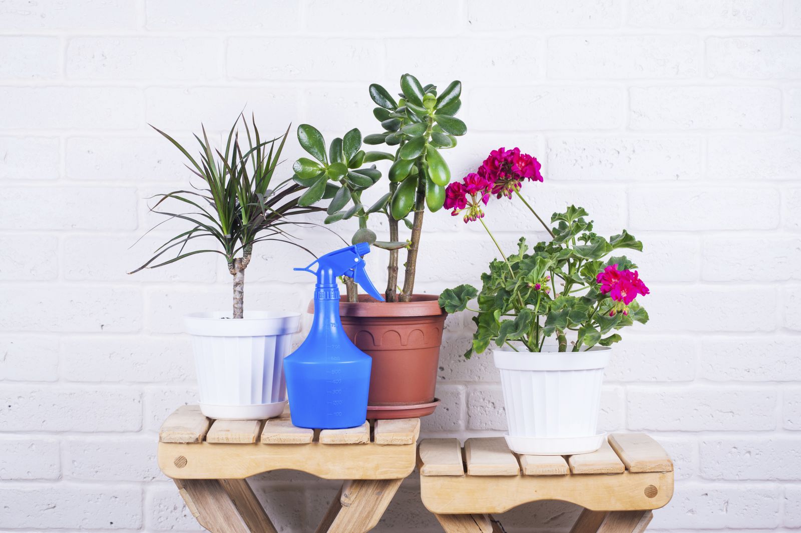 Cómo saber si tu planta tiene la humedad suficiente para crecer