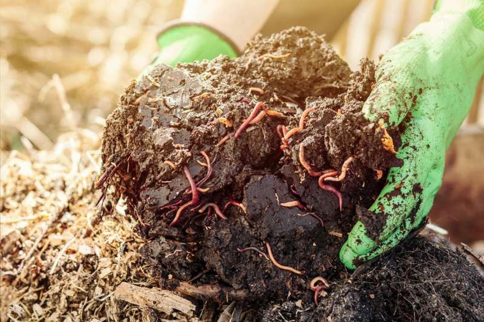 Los fertilizantes orgánicos promueven la actividad microbiana.
