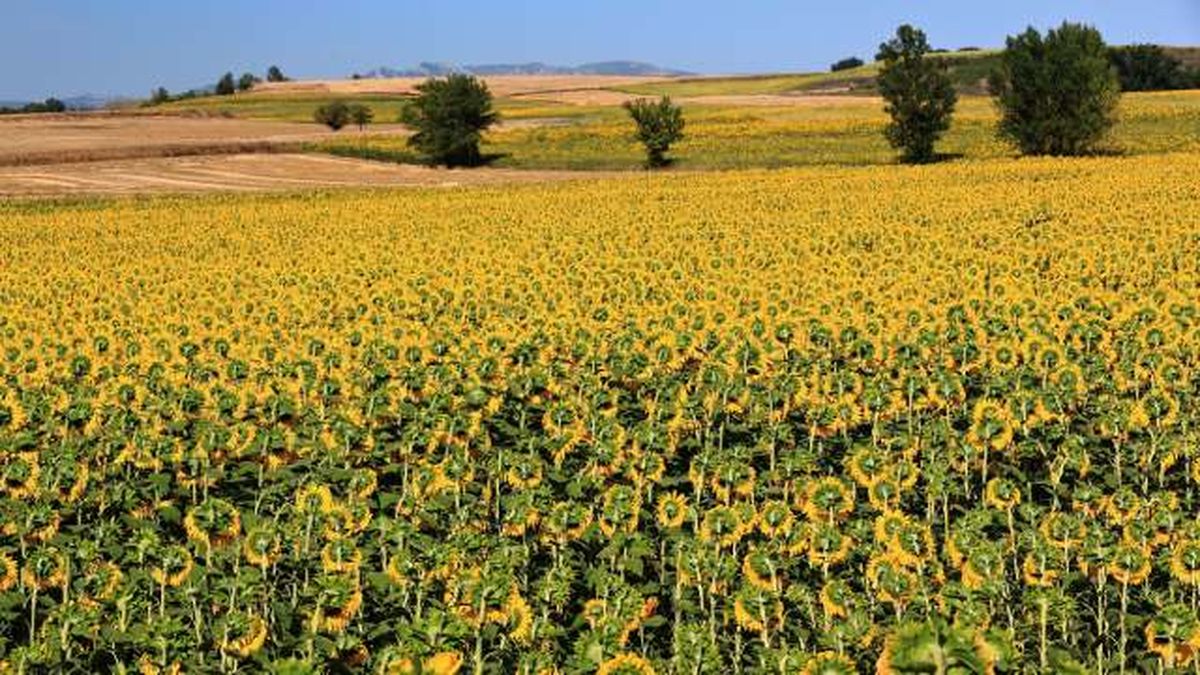 campos girasoles la bureba