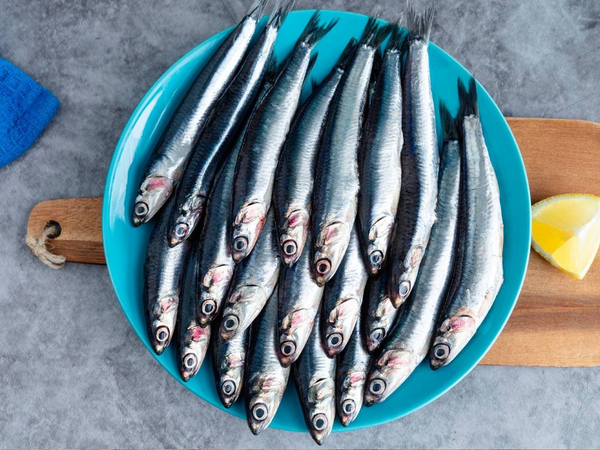 Anchoa y boquerón son el mismo pez