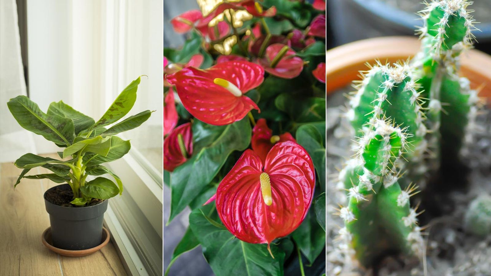 variedades de plantas filtrantes para alergicos