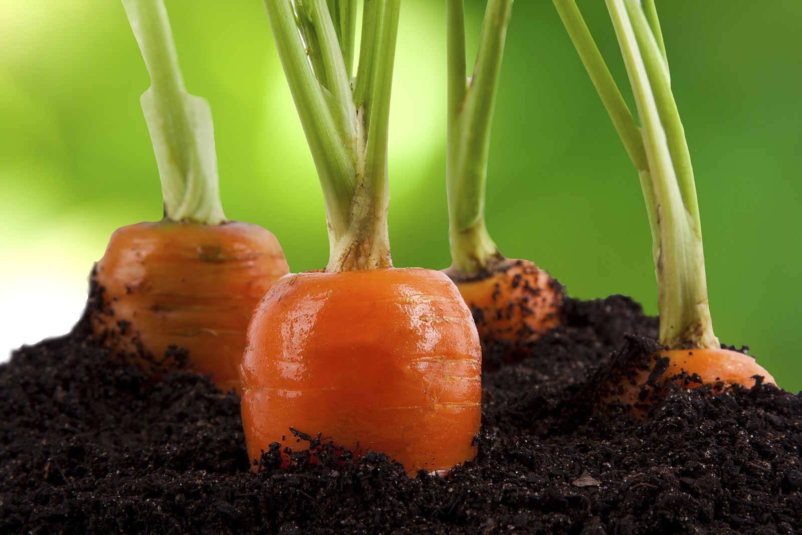 Como eliminar la mosca de la zanahoria