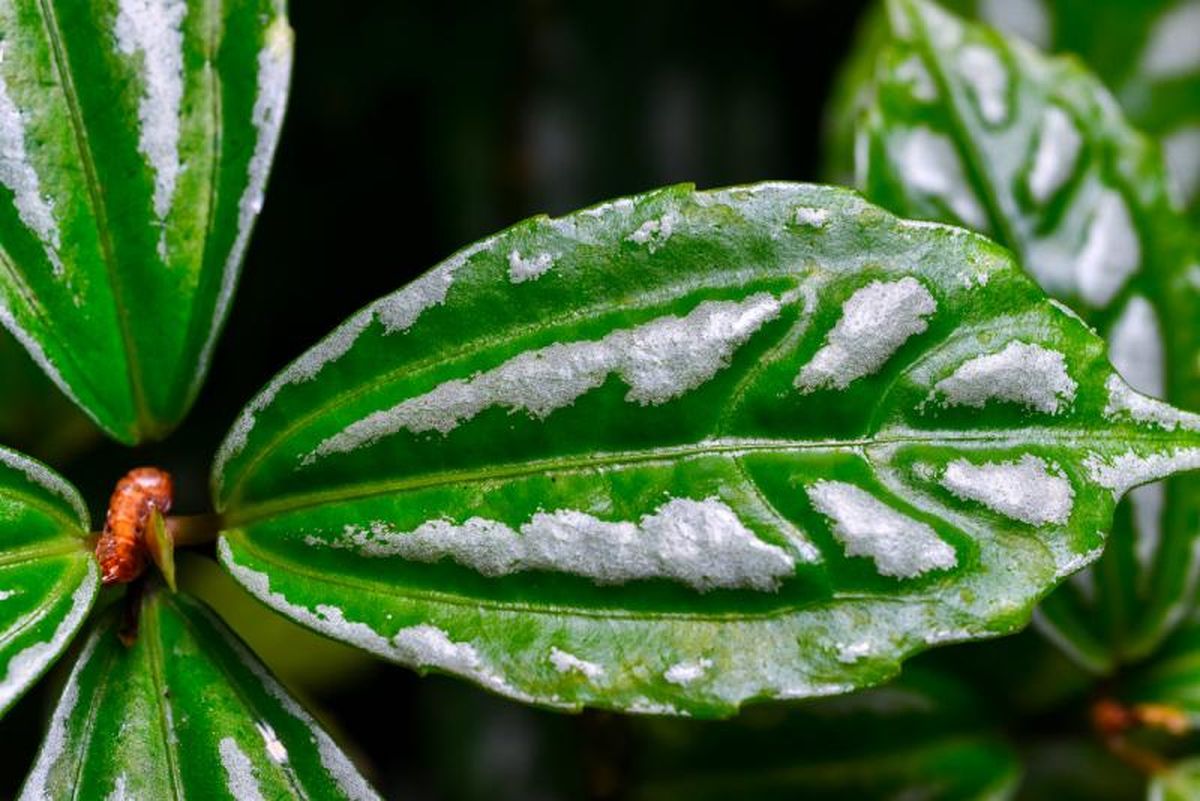 Las hojas poseen un llamativo patrón plateado en el centro.