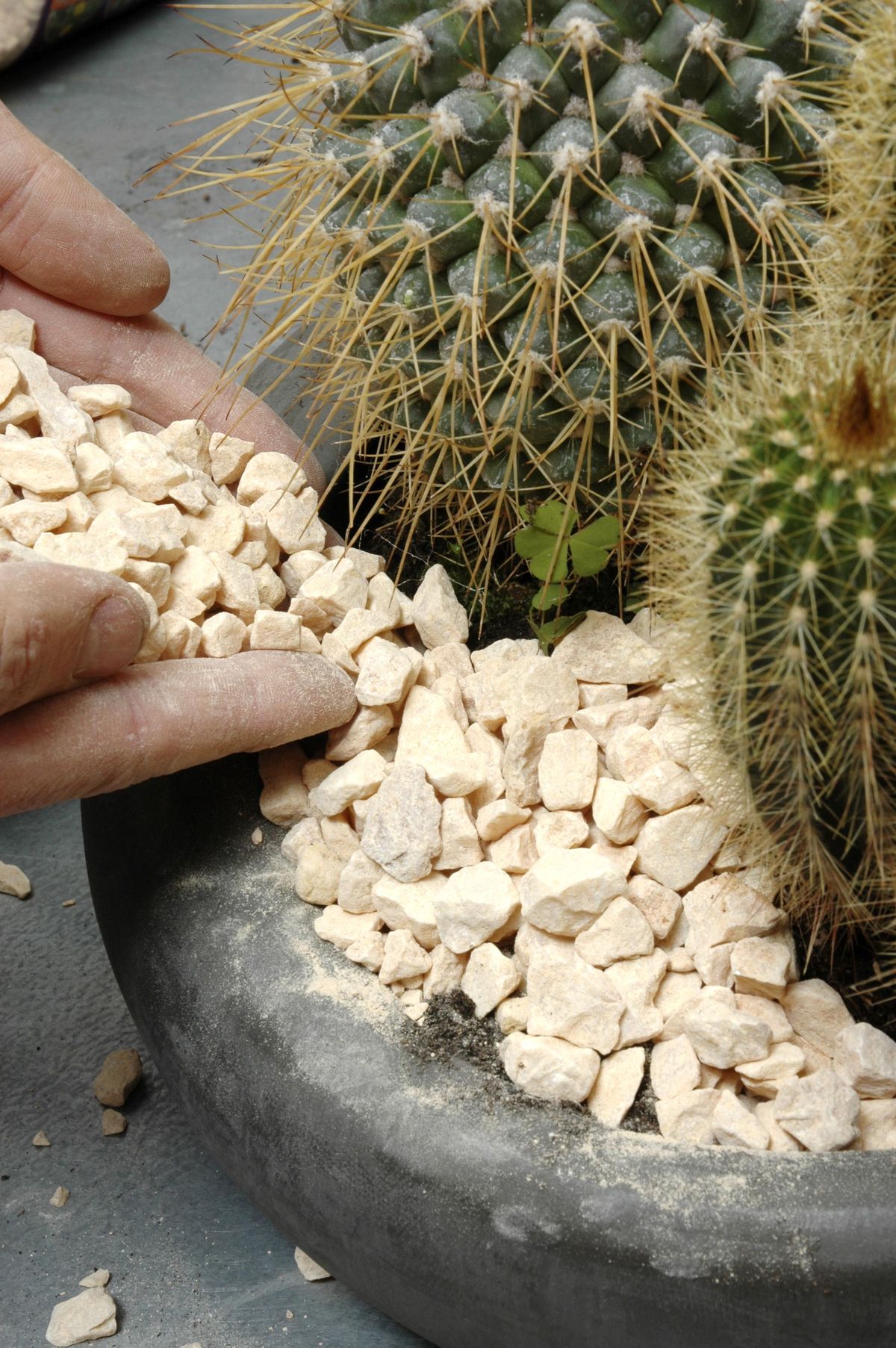 deco 0183 jardineria plantacion cactus contenedor gravilla